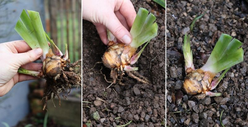 comment planter un iris germanica ?