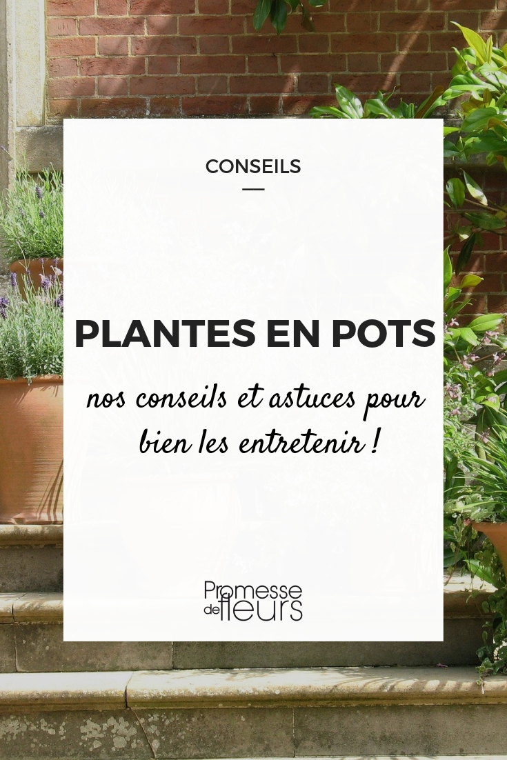 entretenir les plantes en pot