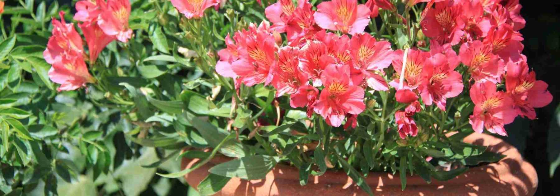 fleurs blanches, pétunias en rouge et phormium en cache-pot en terre cuite