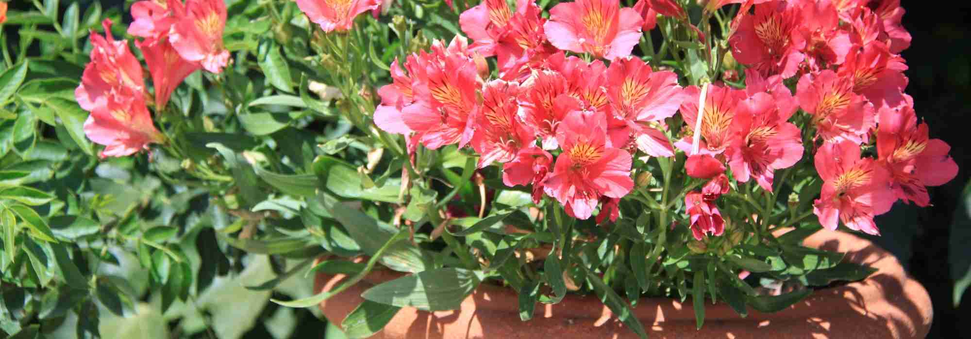 Pot de fleur de jardin en plastique, plateaux de plantes goutte à