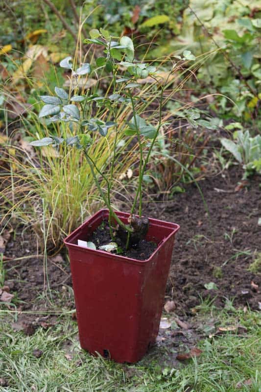 Comment planter un rosier en pot