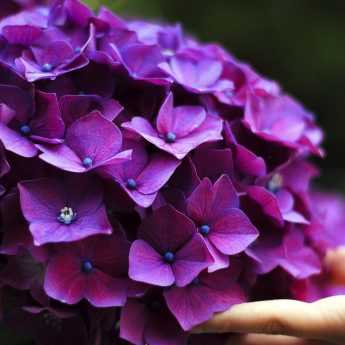 Comment réussir vos Hortensias ou Hydrangeas ?