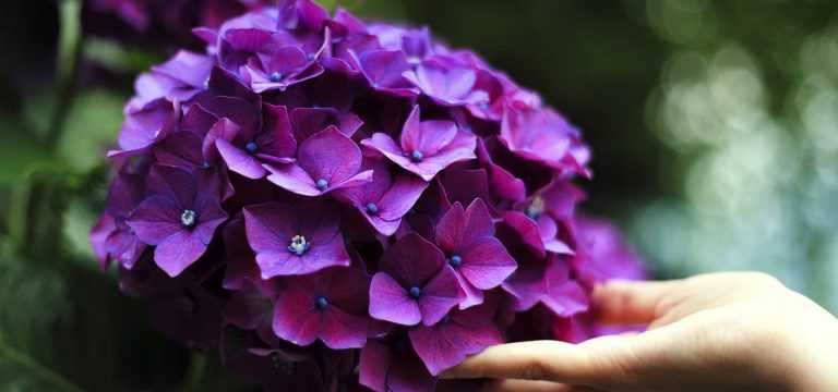 Comment réussir vos Hortensias ou Hydrangeas ?