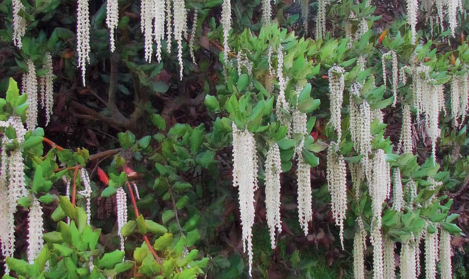 Garrya elliptica, un arbuste en fleurs l'hiver