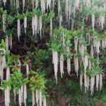 Garrya elliptica, un arbuste en fleurs l'hiver