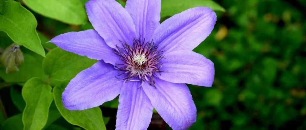 Comment planter les clématites ?