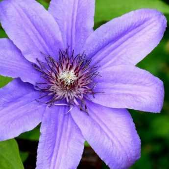 Comment planter les clématites ?