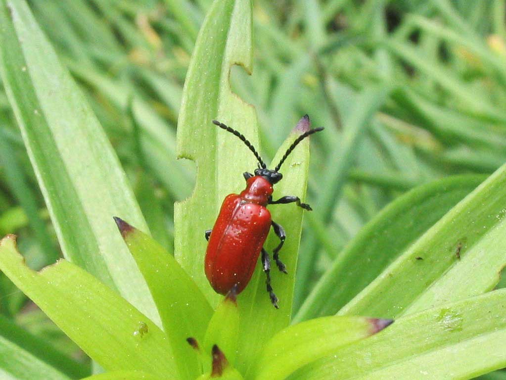 criocère du Lys - crioceris lilii