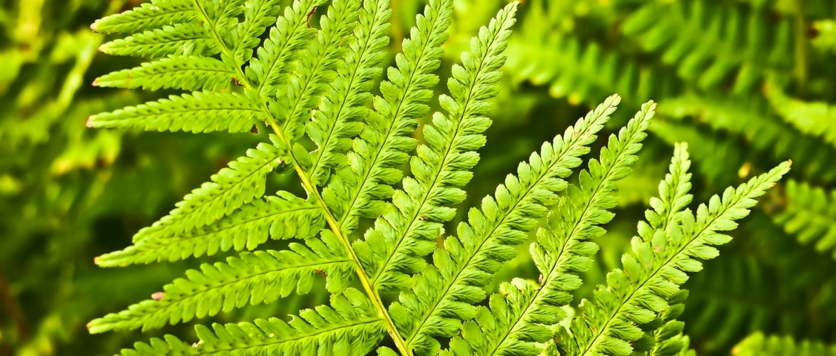 Fougères où, quand et comment les planter au jardin ? Nos conseils Fougères où, quand et comment les planter au jardin ? Nos conseils