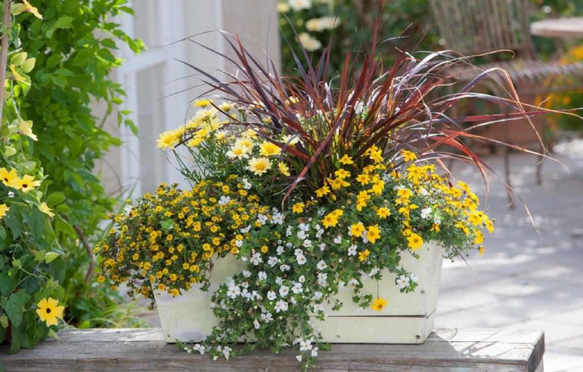 comment planter jardiniere