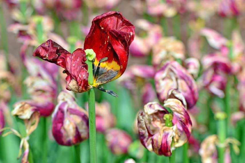 Tulipes fanees, fin de floraison