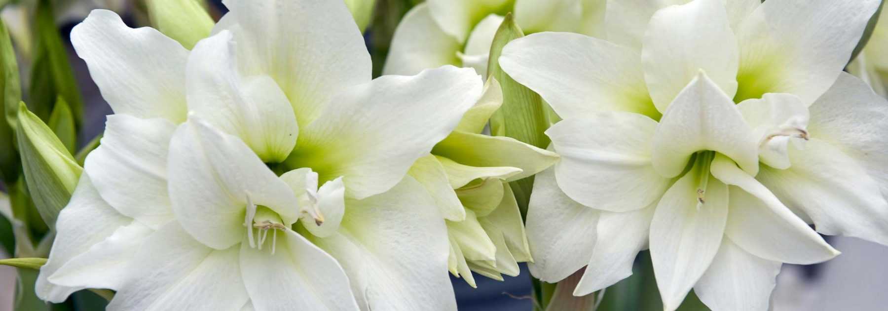 Planter un amaryllis en pot pour l'intérieur