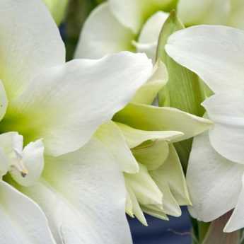 Planter un amaryllis en pot pour l'intérieur