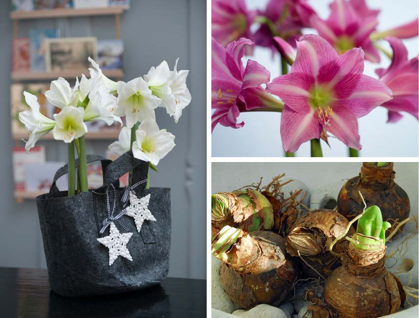 planter une amaryllis interieur