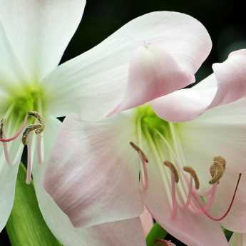 Comment faire refleurir un amaryllis?