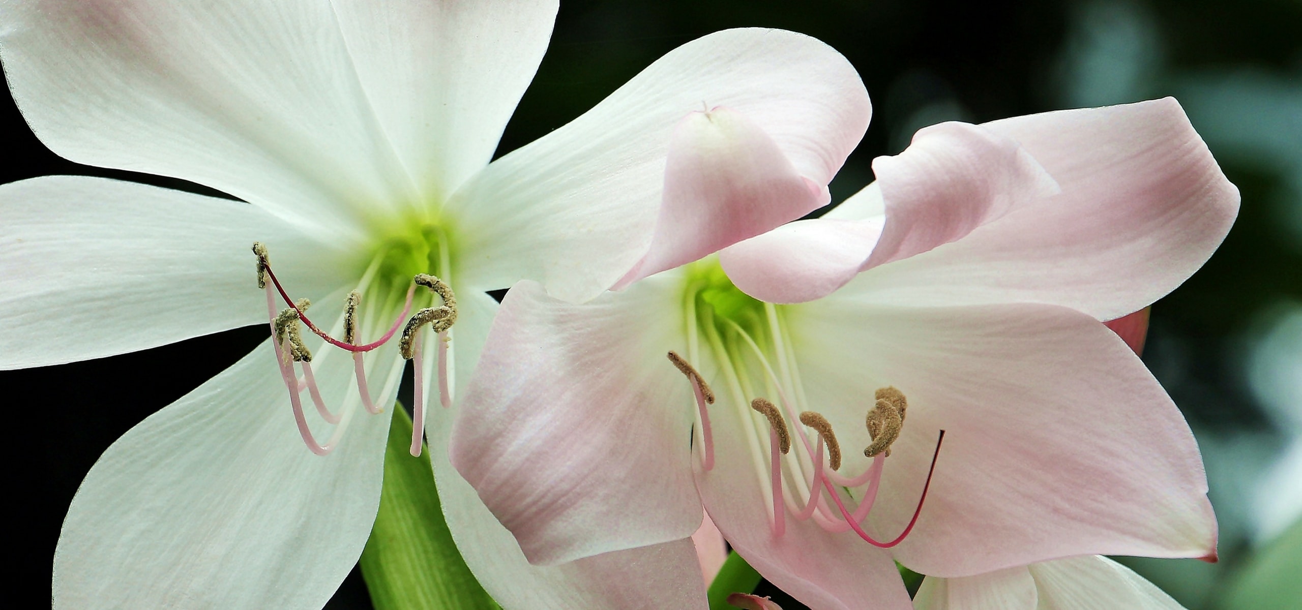 Comment faire refleurir un amaryllis?