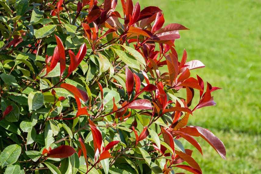 arbuste persistant photinia