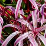 Planter des Amaryllis et Crinums