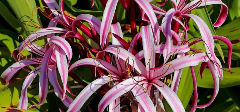 Planter des Amaryllis et Crinums