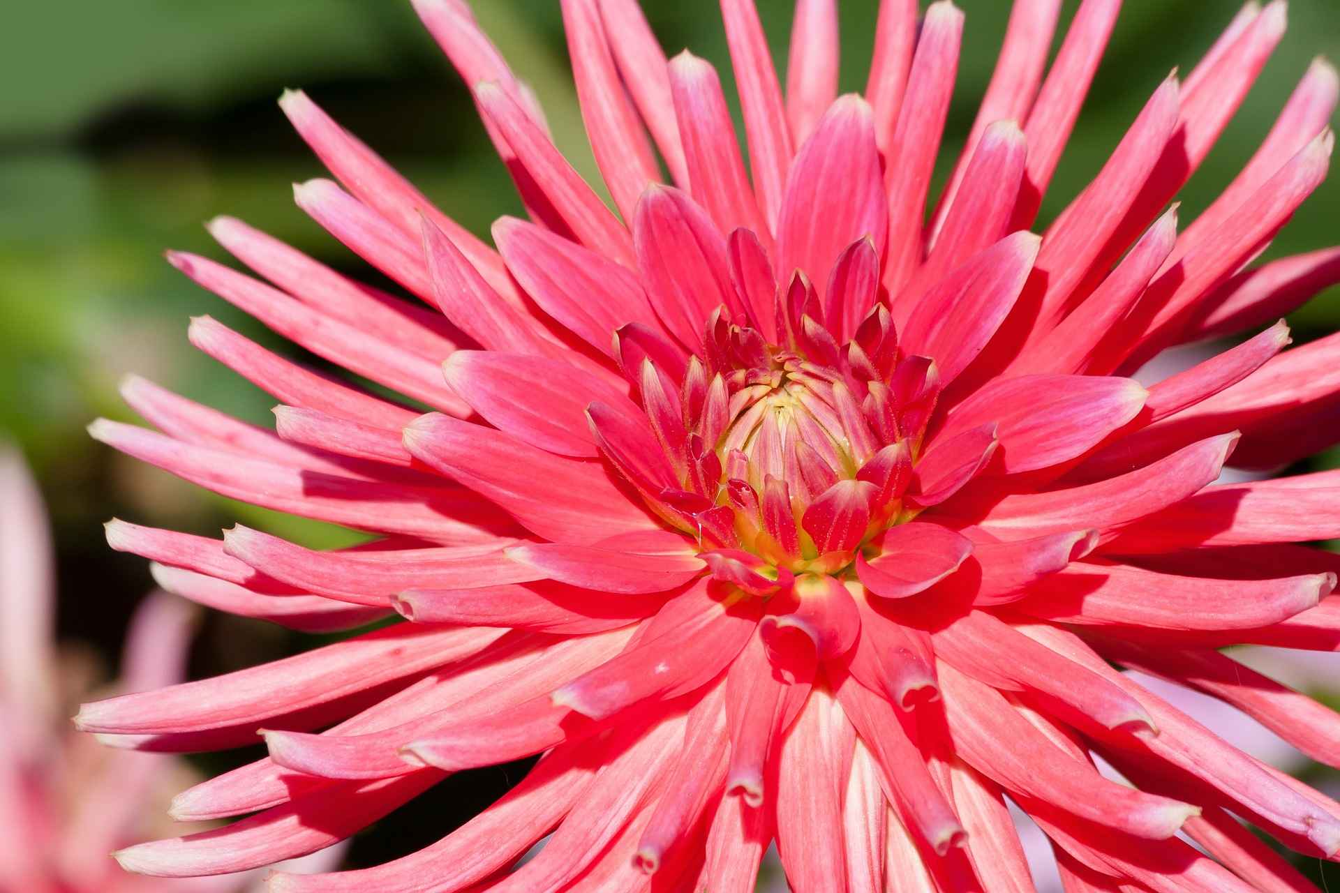 Fleur rose de dahlia