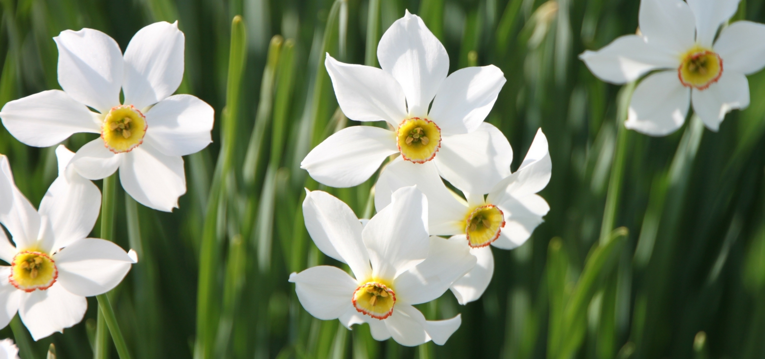 Planter tardivement les bulbes de printemps - Promesse de Fleurs