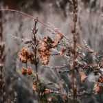 Nettoyer les massifs avant l'hiver, pour ou contre ?