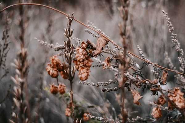Nettoyer les massifs avant l'hiver : pour ou contre ?