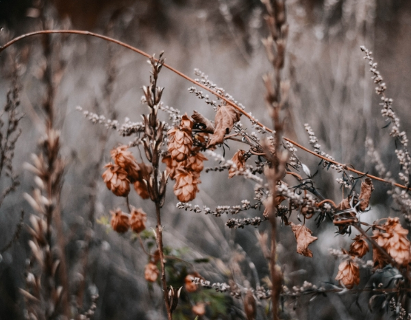 Nettoyer les massifs avant l'hiver, pour ou contre ?