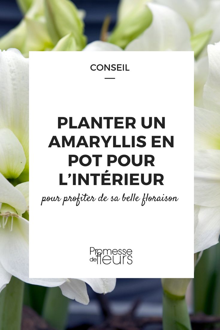conseils pour planter un amaryllis en pot et profiter de sa belle floraison dans la maison