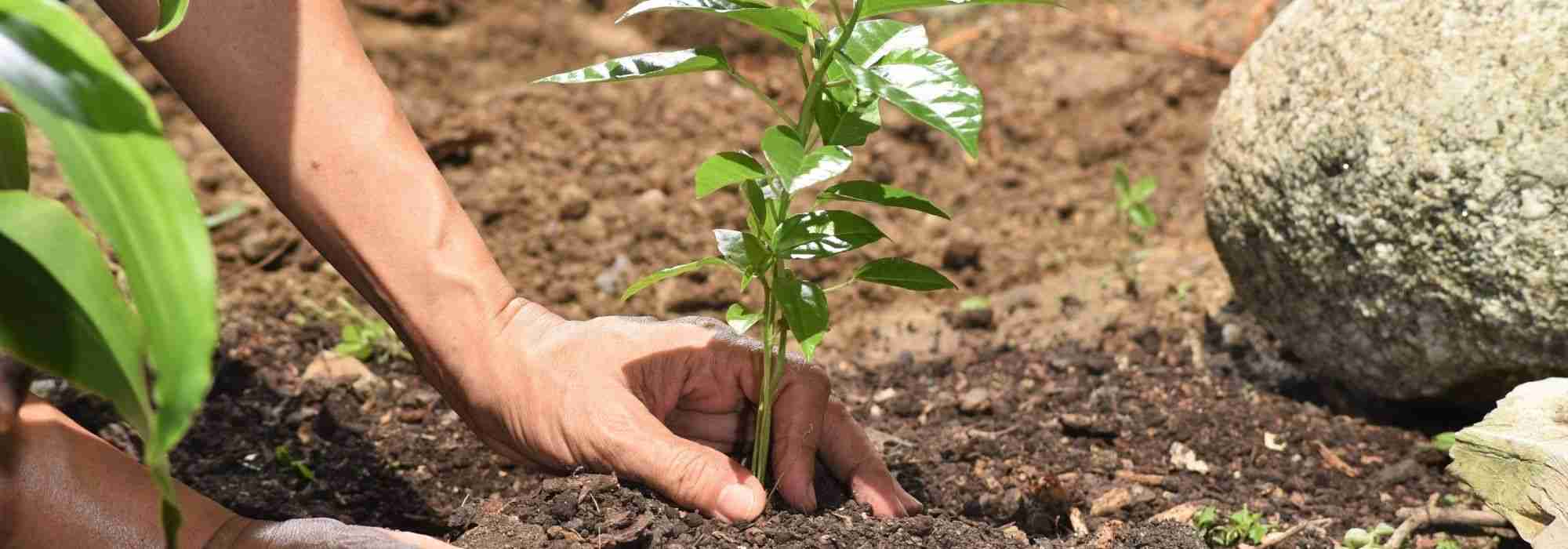 Comment planter en été ?