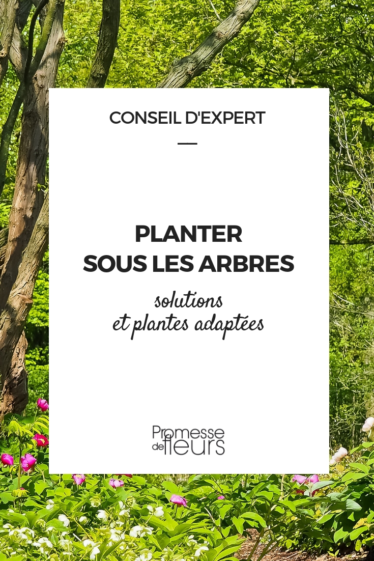 plantes pour pieds d'arbres