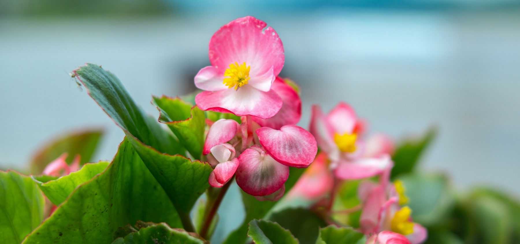 Planter des Bégonias