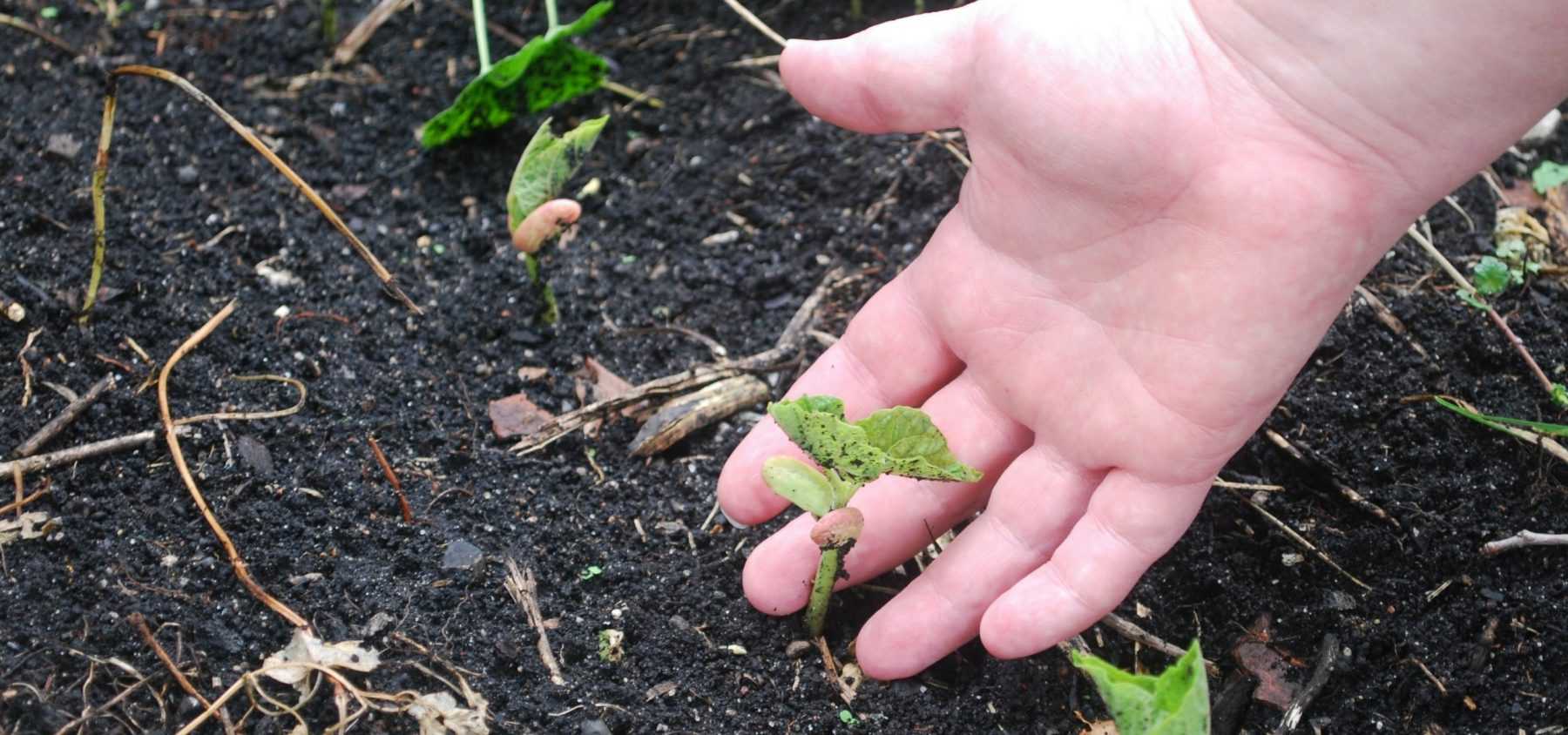 Le semis des graines potagères