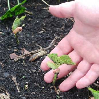 Le semis des graines potagères