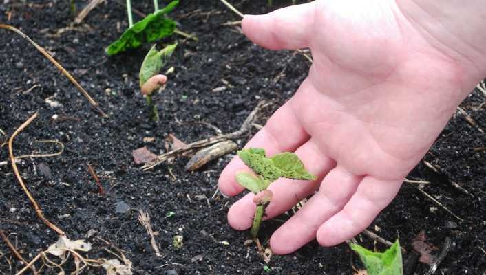 Le semis des graines potagères