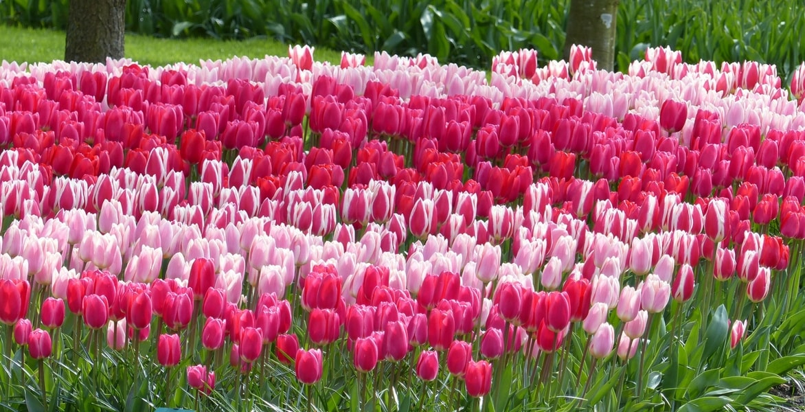 tulipe darwin delight