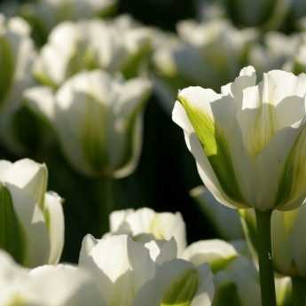 Faire refleurir mes tulipes