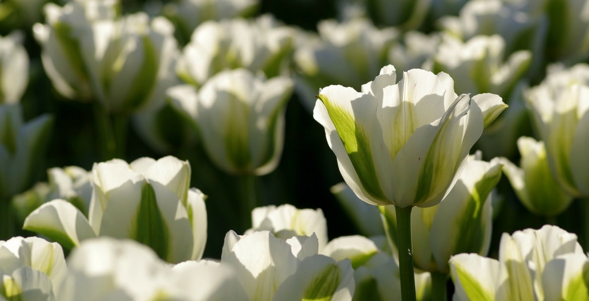 Faire refleurir mes tulipes