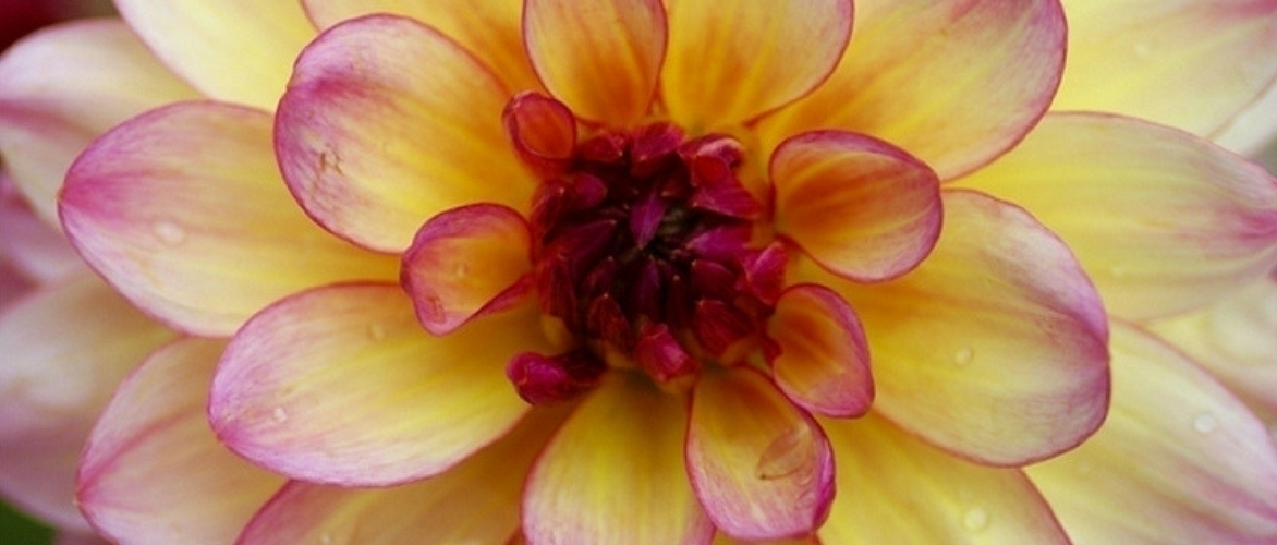 Diviser les dahlias