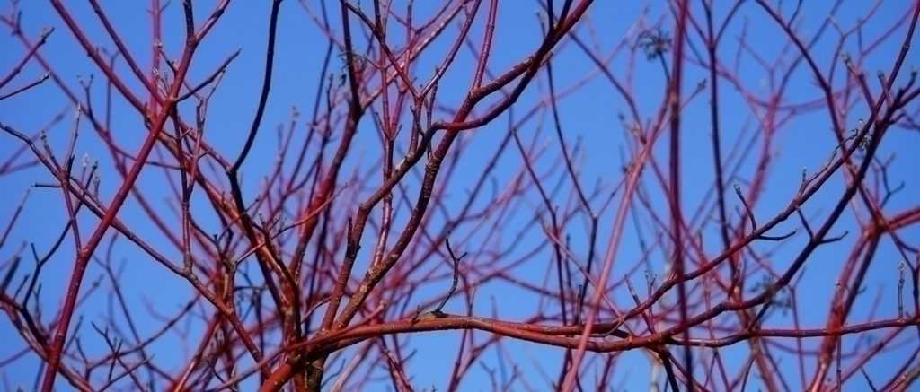 Tailler les cornus pour garder leurs couleurs