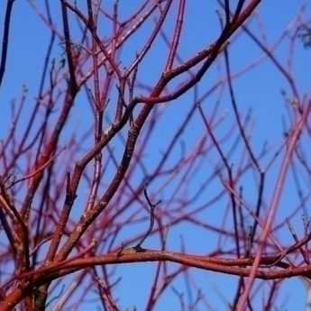 Tailler les cornus pour garder leurs couleurs