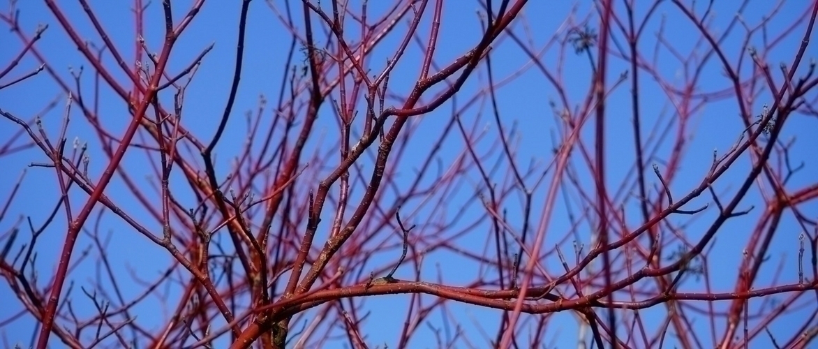 Tailler les cornus pour garder leurs couleurs