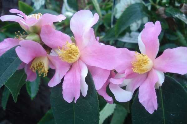 Le Camélia sasanqua Yume, un champion de la floraison.