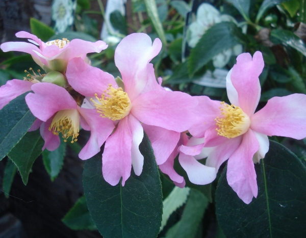 Le Camélia sasanqua Yume, un champion de la floraison.