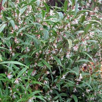 Le Sarcococca hookeriana, un arbuste bien discret.