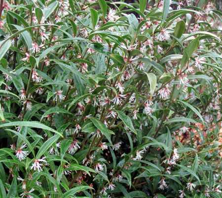 Le Sarcococca hookeriana, un arbuste bien discret.