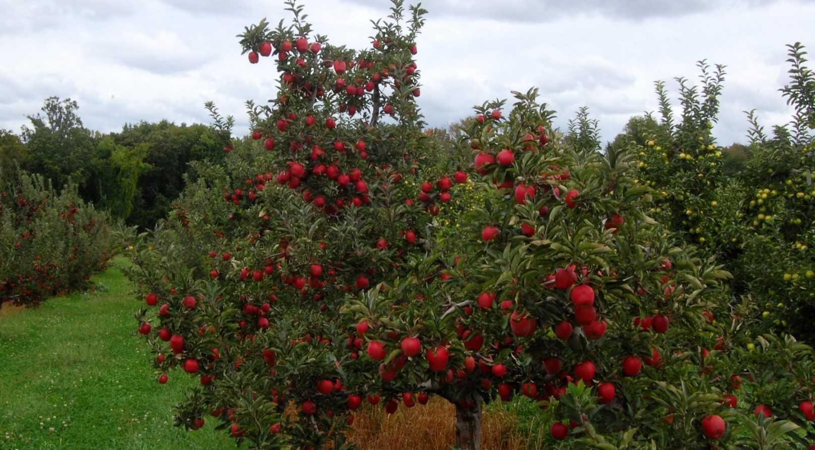 Semez une prairie fleurie au pied de vos fruitiers et la nature vous le rendra.