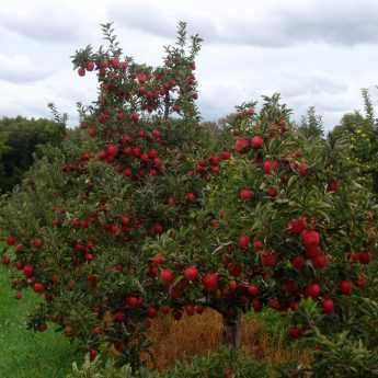 Semez une prairie fleurie au pied de vos fruitiers et la nature vous le rendra.