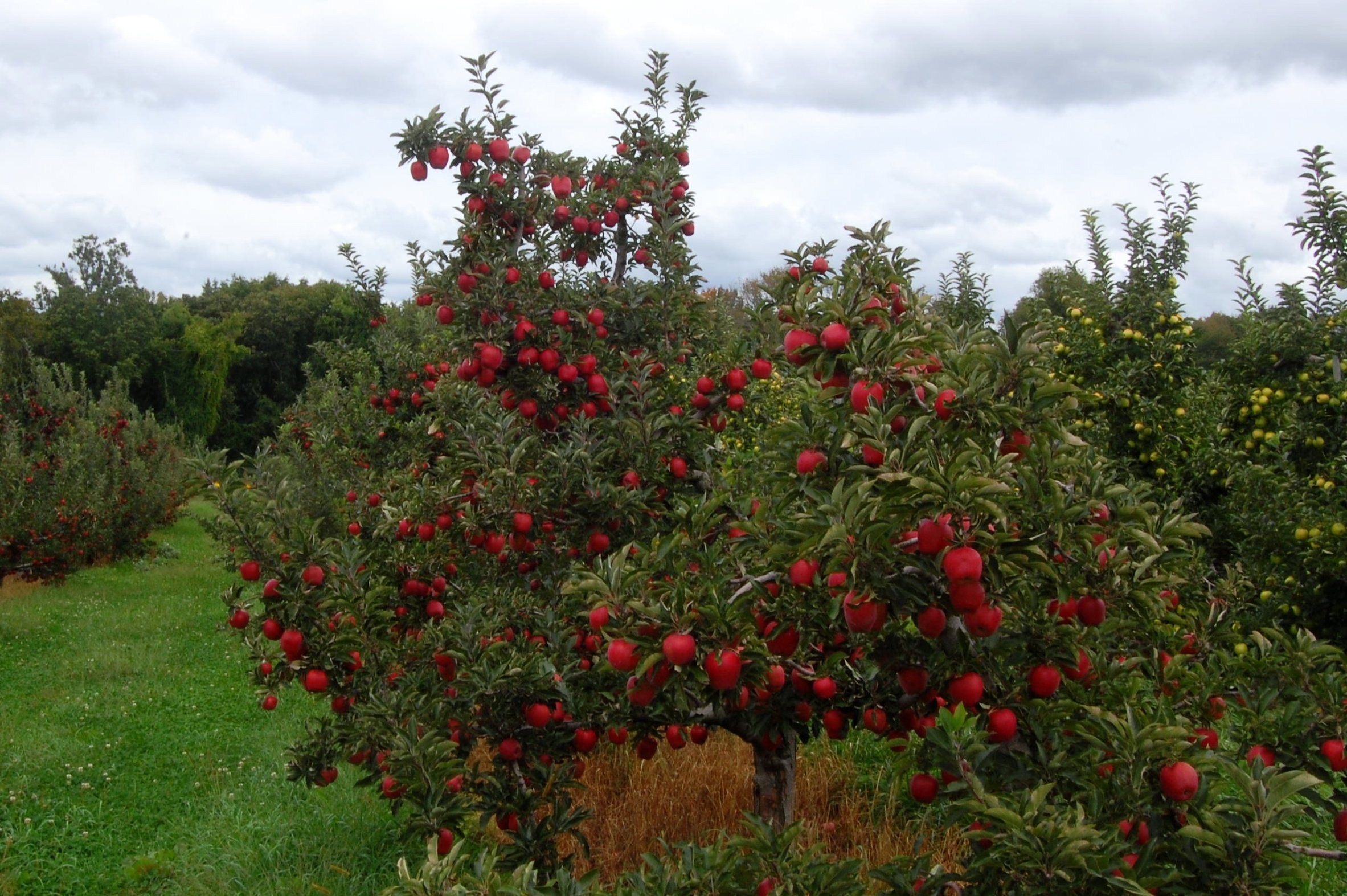 Semez une prairie fleurie au pied de vos fruitiers et la nature vous le rendra.