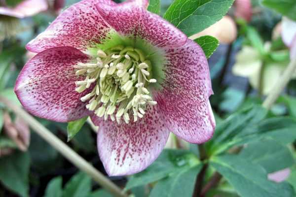 Nos hellébores sont en fleurs